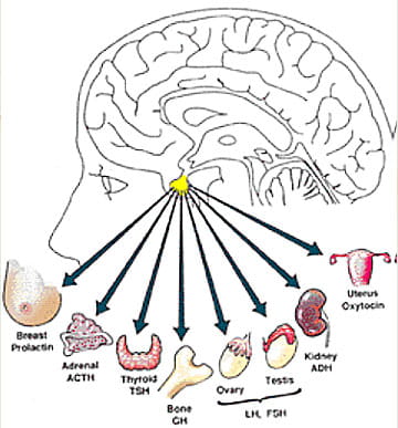 Pituitary Gland Tumor Houston Methodist