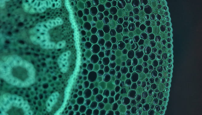 Biotherapeutics & Restorative Medicine