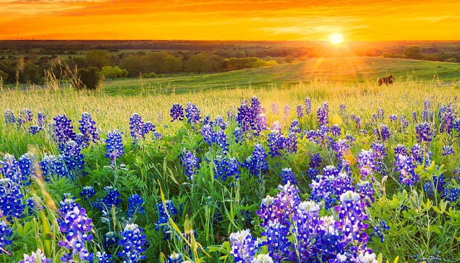 Field_Bluebonnets_471814296