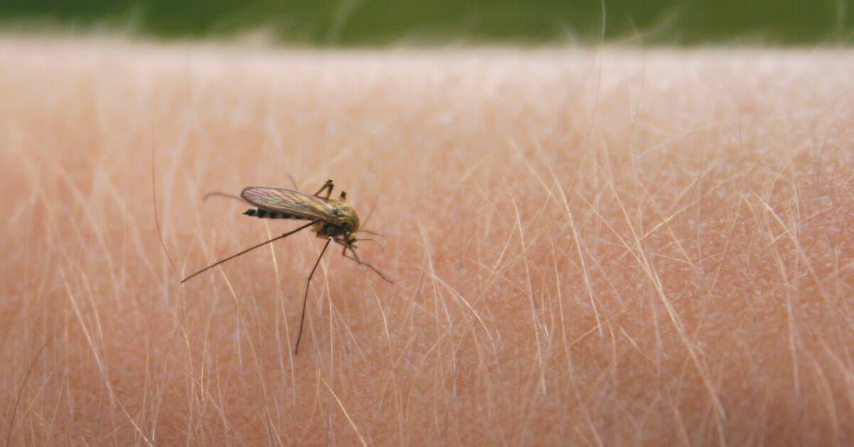 Why Are Mosquitos Attracted to Some People More Than Others? | Houston  Methodist On Health