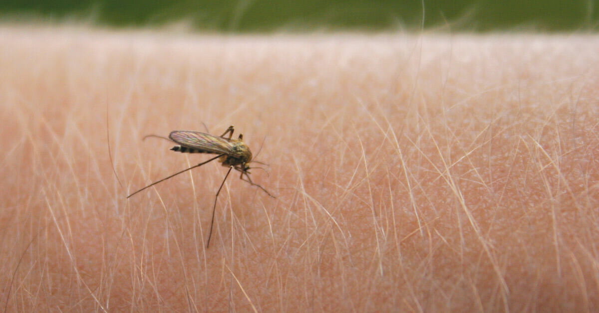 Why Are Mosquitos Attracted to Some People More Than Others? | Houston Methodist On Health Why Are Mosquitos Attracted to Some People More Than Others? | Houston Methodist On Health