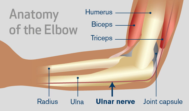 the ulnar nerve and your elbow