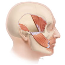 temporalis illustration