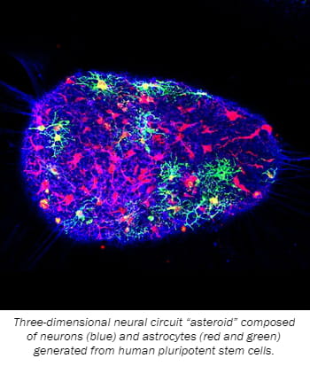 Three-dimensional neural circuit “asteroid” composed of neurons (blue) and astrocytes (red and green) generated from human pluripotent stem cells. 