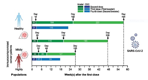 Model-predicted optimal dosing and CDC-recommended dosing schedules for the Pfizer-BioNTech vaccine in healthy and immunocompromised sub-populations. The ongoing CDC guidelines for dosing schedules are represented by the blue bands and those predicted by the model are shown in green. 