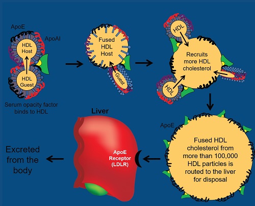 Serum opacity factor sets off a biochemical cascade that ultimately results in getting rid of excess cholesterol. ApoE proteins on lipid-rich HDL bind to their receptors in the liver initiating cholesterol’s breakdown. High-density lipoprotein (HDL); Apolipoprotein E (ApoE); Apolipoprotein AI (ApoAI).