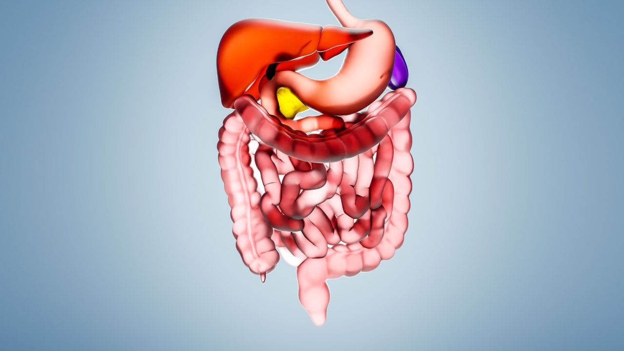 Digital computer illustration of a human digestive system