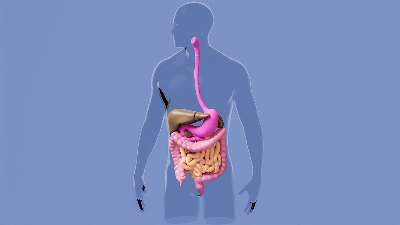 Human gastrointestinal tract in silhouette of human body. Schematic image of internal organs in abdominal cavity.