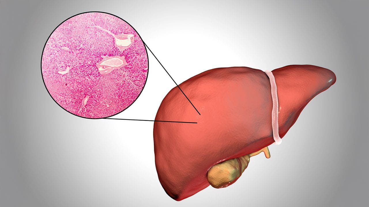 Illustrated rendering of liver tissue showing a close up cross section of white marbling.