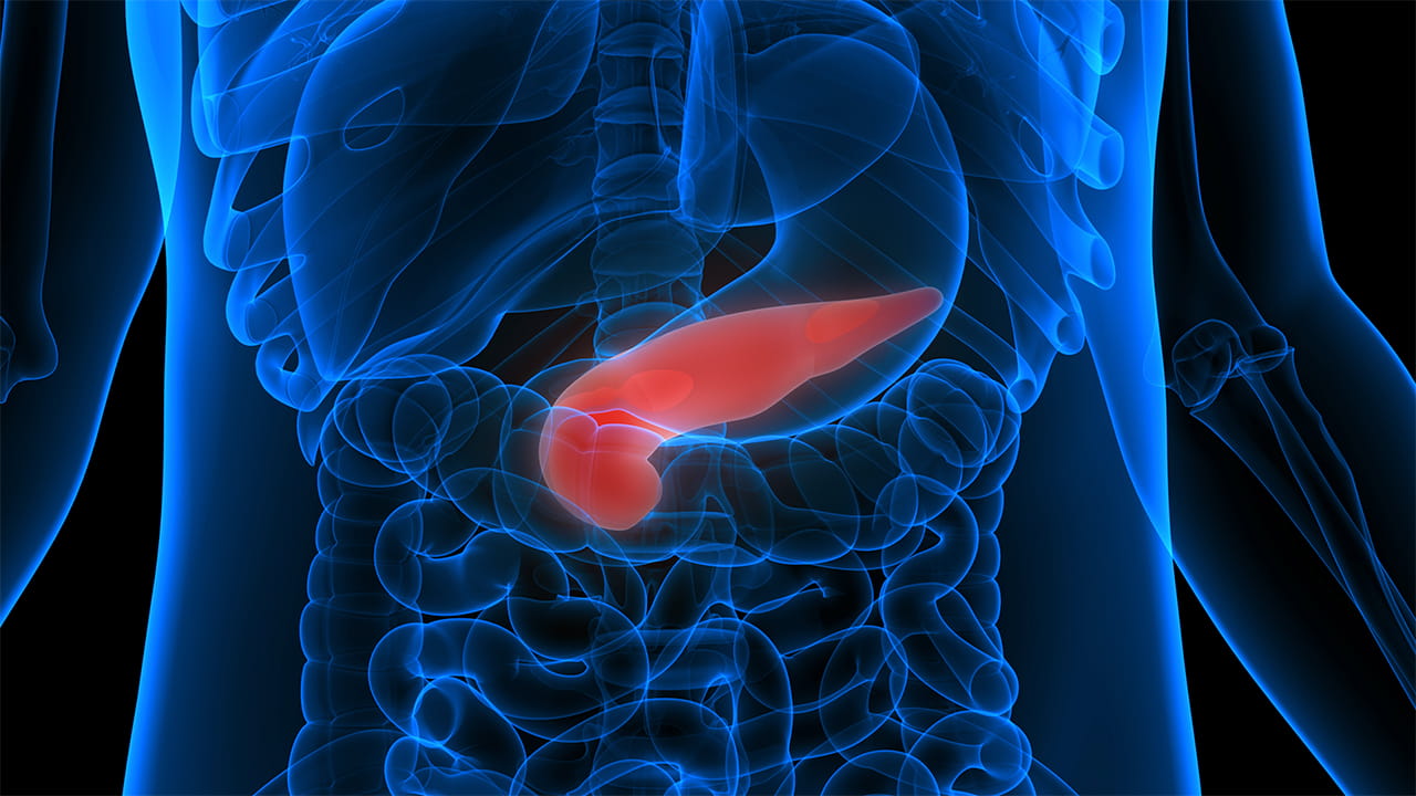 medical illustration of the pancreas