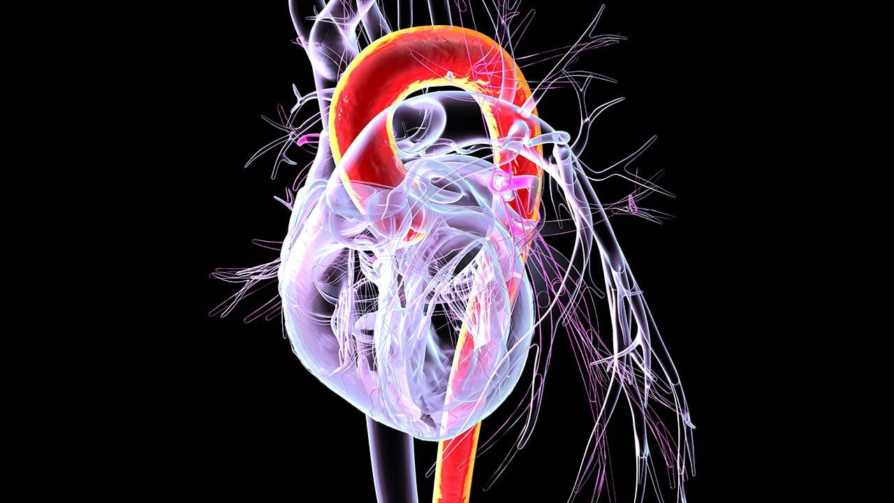 A graphic rendering of the heart and complex valve system in white and red shown against a black background.