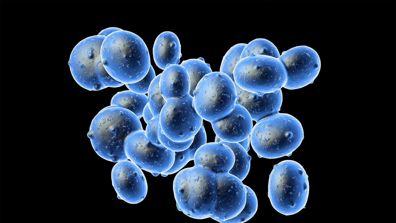 Rendering of MRSA Cells shown in extreme close-up: blue cells against a black background.