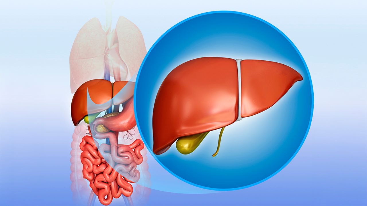 Liver and gall bladder illustration