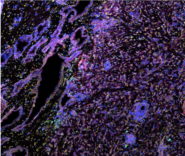 Immunomonitoring Image 2