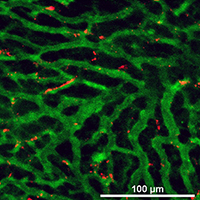 Intravital Microscopy Image