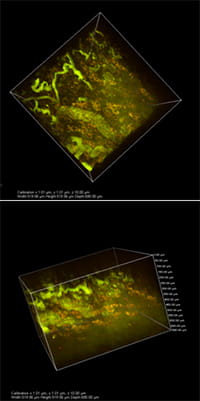 Intravital Microscopy Image