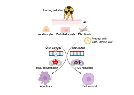 Ionizing radiation causes dose-dependent genomic and mitochondrial DNA damage, increasing mitochondrial ROS and triggering apoptosis in primary cutaneous cells. Delivery of TERT mRNA reduces mitochondrial ROS, limits DNA damage, and suppresses apoptosis, thereby accelerating cellular recovery and protecting against radiation-induced skin injury in human skin explant.​