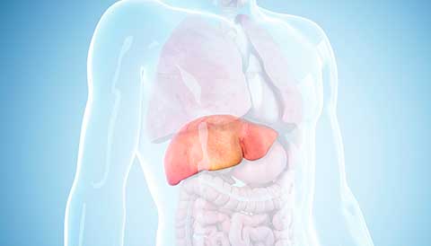 Liver Feature Image