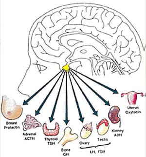 Pituitary Gland Tumor: Pituitary Tumor Symptoms & Treatment | Houston  Methodist