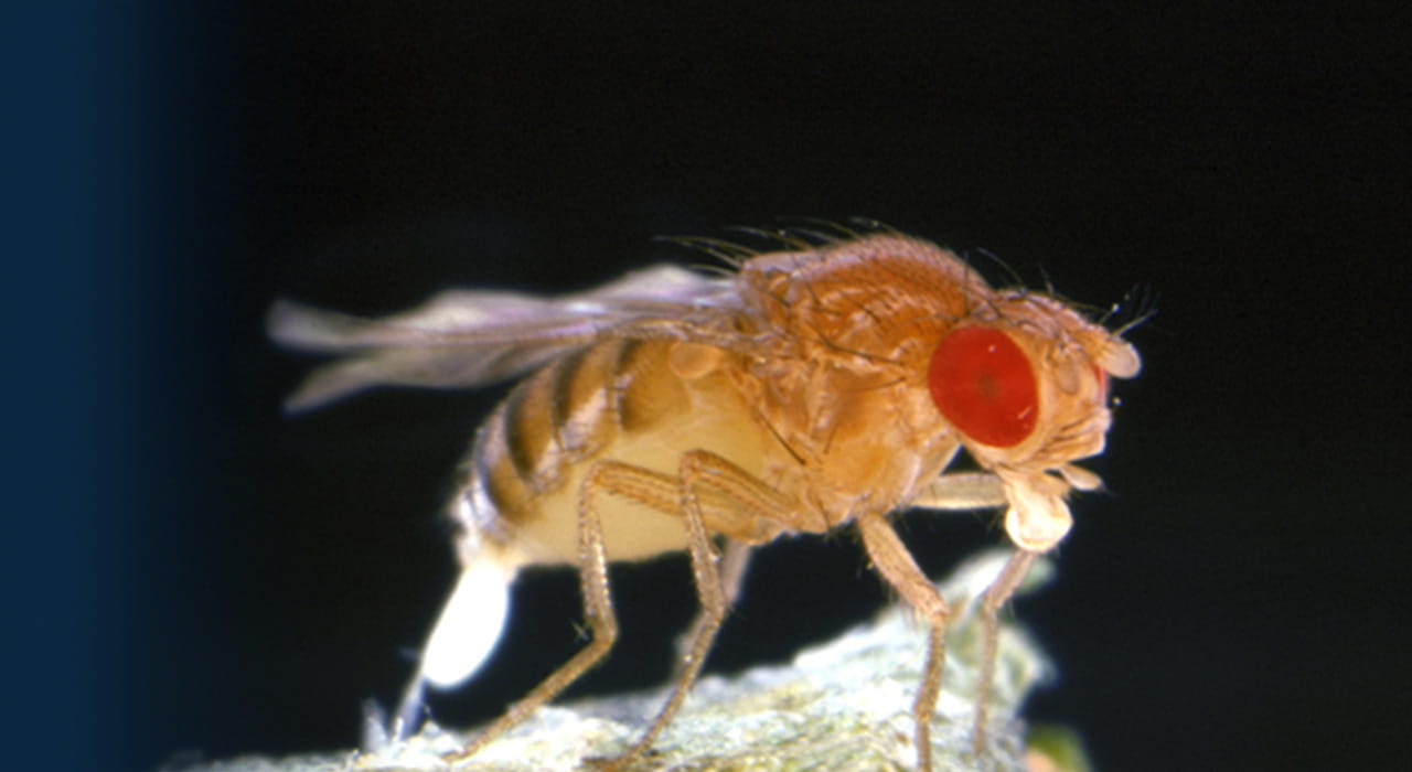 Researcher Uses Mitchell Syndrome Fruit Fly Model to Unlock Secrets of Other Neurological Diseases