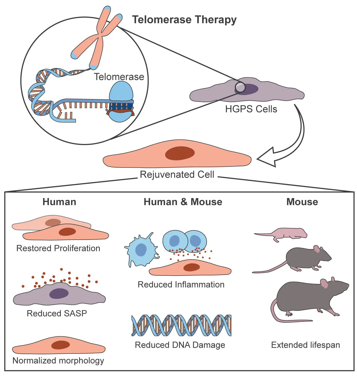 diagram of telomerase therapy