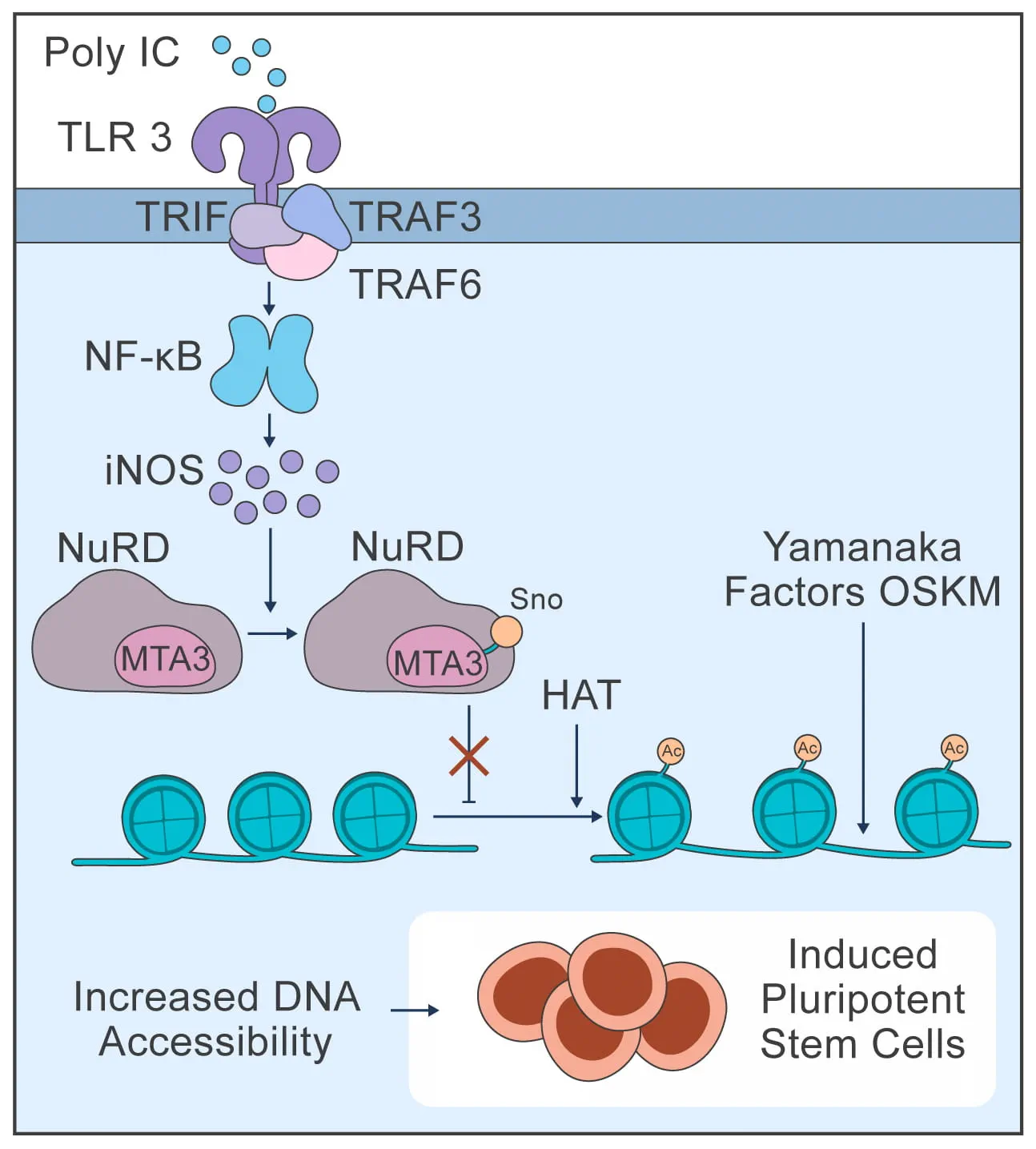 diagram of telomerase therapy