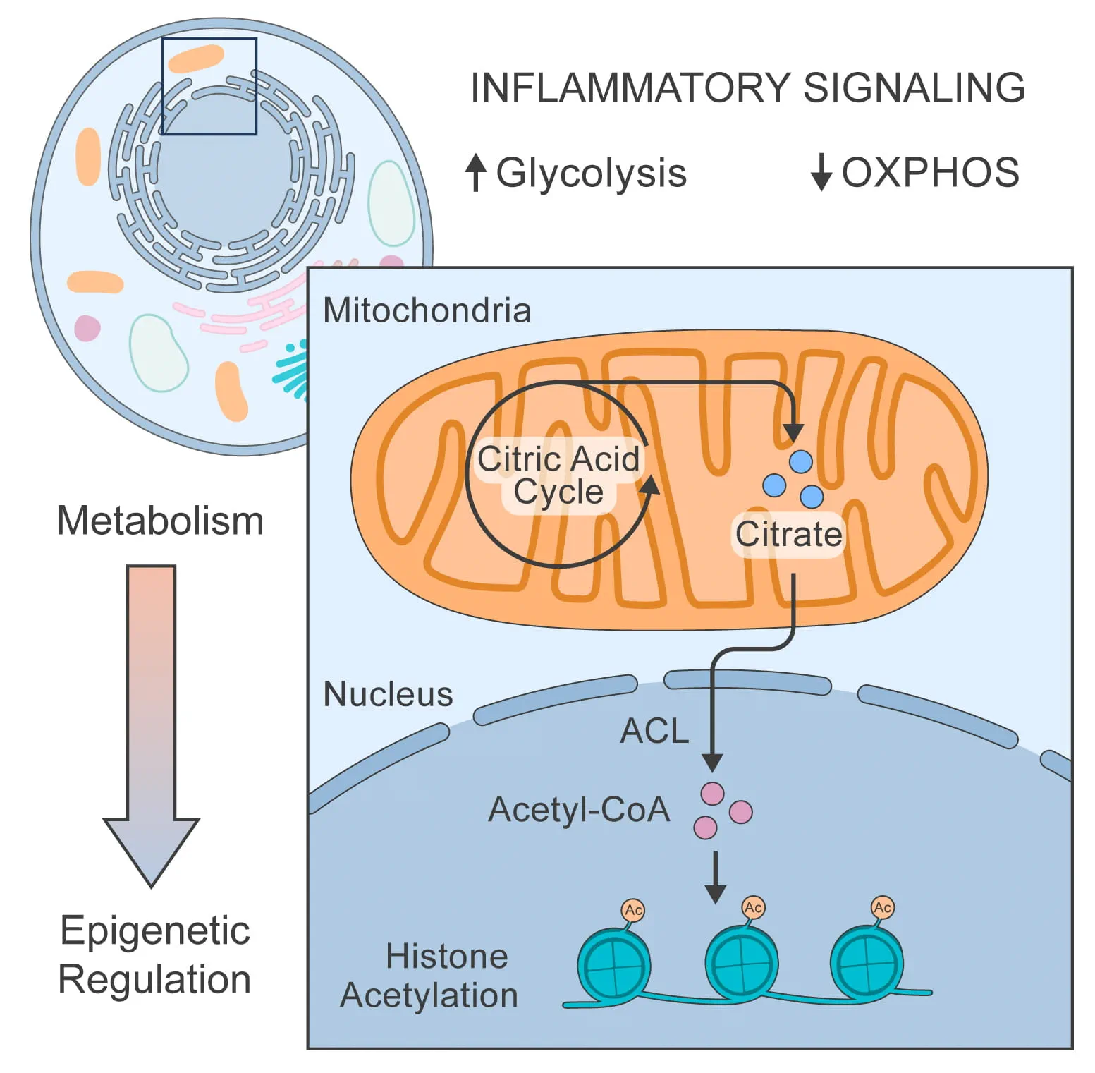 schematic of telomerase therapy
