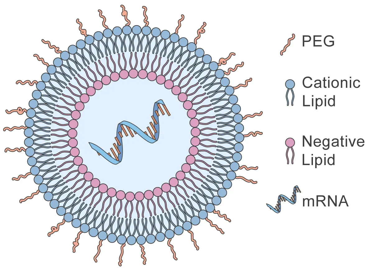 diagram of telomerase therapy